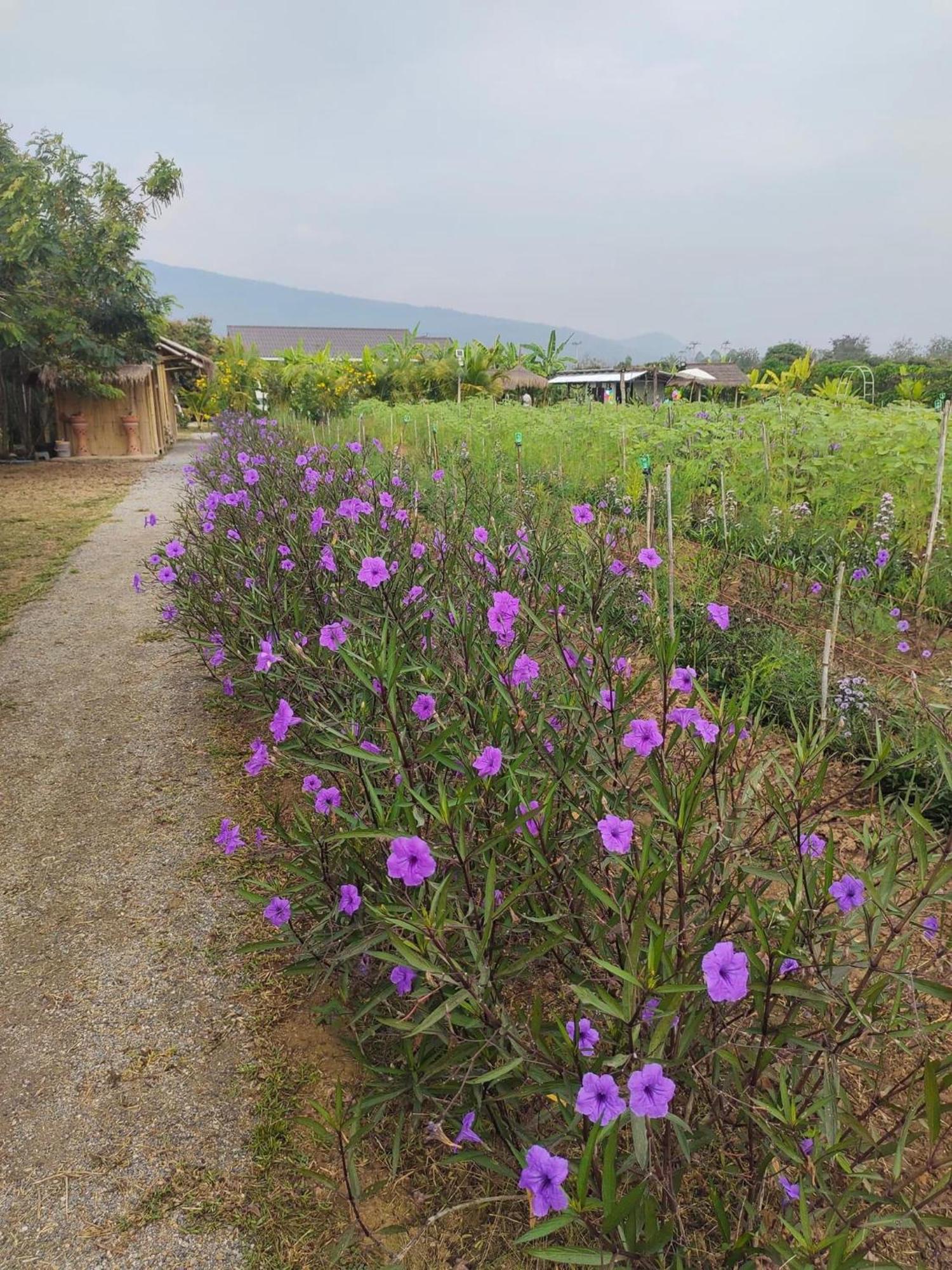 บ้านสวนกางโต้ง Ban Suan Kang Tong *